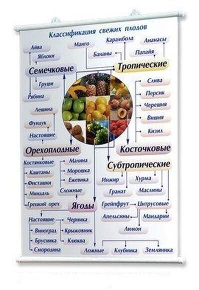 Комплект плакатов «Товароведение продовольственных товаров» 30 плакатов, 59х84 см, А1, двухстороннее