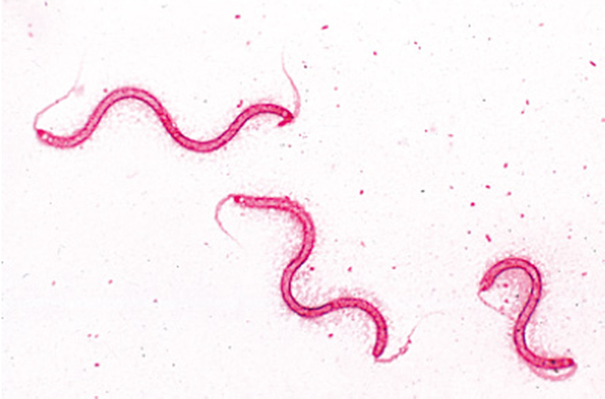 Бактерии (Bacteria), комплект  – 25 слайдов / 1003969 / W13040