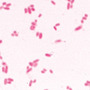 Бактерии (Bacteria), комплект  – 25 слайдов / 1003969 / W13040