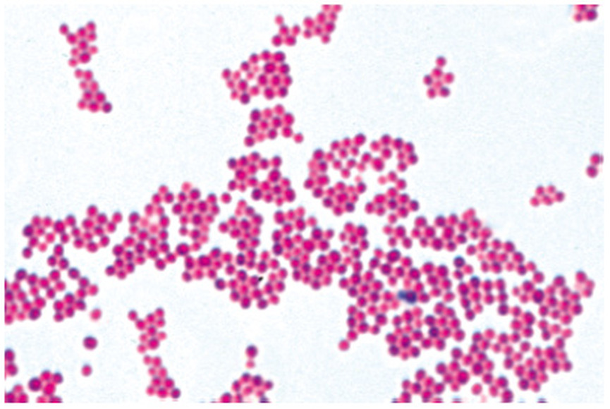 Бактерии (Bacteria), комплект  – 25 слайдов / 1003969 / W13040