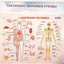Стенд тактильно-звуковой «Анатомия человека»