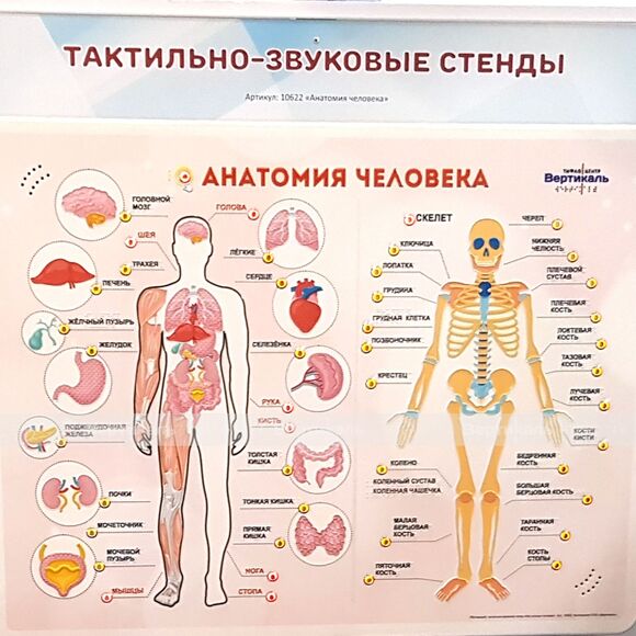 Стенд тактильно-звуковой «Анатомия человека»