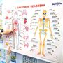 Стенд тактильно-звуковой «Анатомия человека»