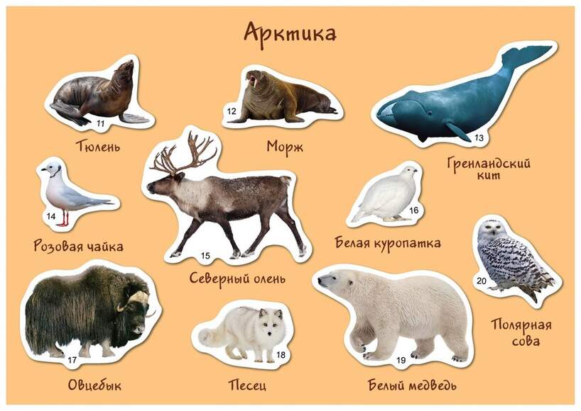 Магнитная развивающая игра "Кто где живёт, Африка-Арктика-Австралия" (Арт. 8004)