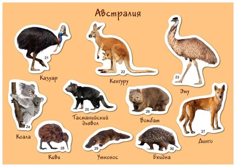 Магнитная развивающая игра "Кто где живёт, Африка-Арктика-Австралия" (Арт. 8004)