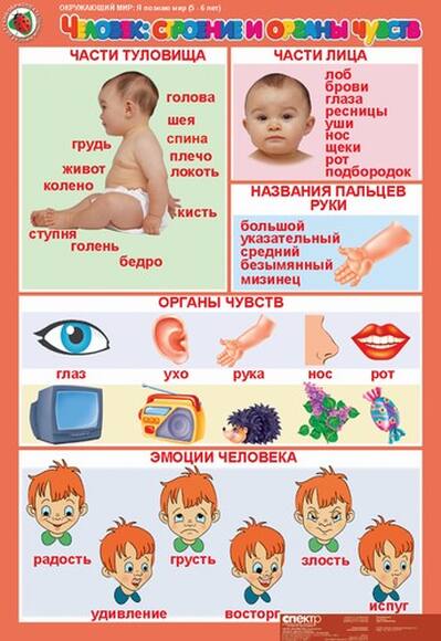 Комплект таблиц Окружающий мир 5-6 лет. Я познаю мир 13 шт