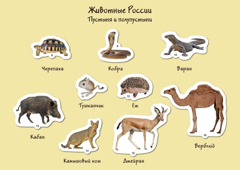 Набор магнитных карточек "Животные" (Арт. 2073)