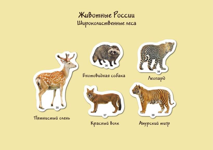 Набор магнитных карточек "Животные" (Арт. 2073)