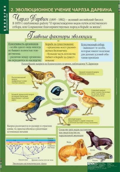 Комплект таблиц. Биология 10-11 классы. Эволюционное учение (10 таблиц)