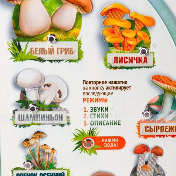 Стенд обучающий, тактильно-звуковой «Грибы», с интегрированной индукционной системой, 440x640 мм
