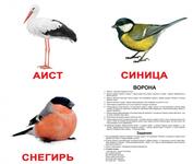 Набор карточек "Птицы"  (20 шт. 150х200 мм.)