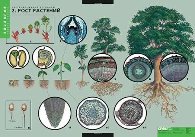 Комплект таблиц. Растение – живой организм (4 таблицы)