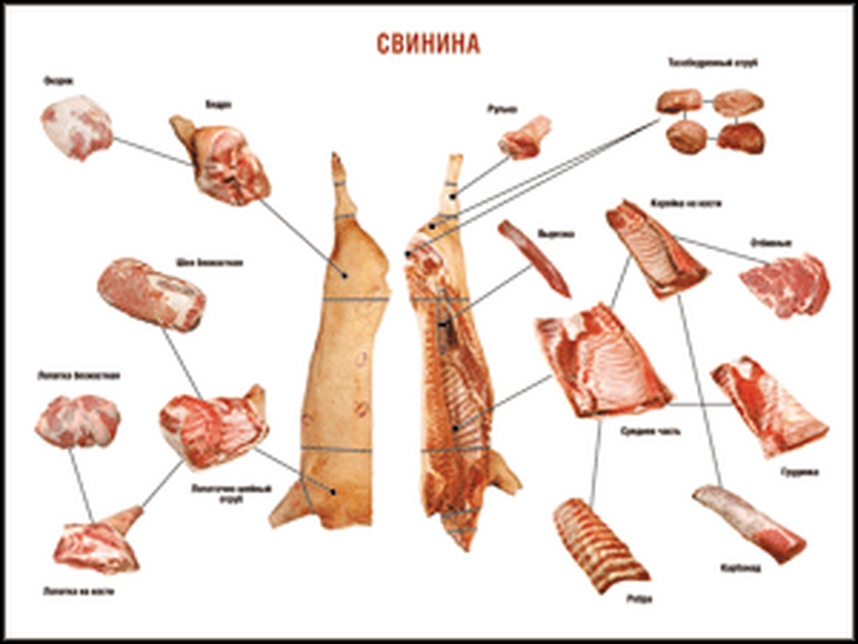 Учебные плакаты/таблицы Правила разделки мясных туш Свинина 100x140 см см, (винил)