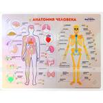 Стенд тактильно-звуковой «Анатомия человека» с индукционной петлей