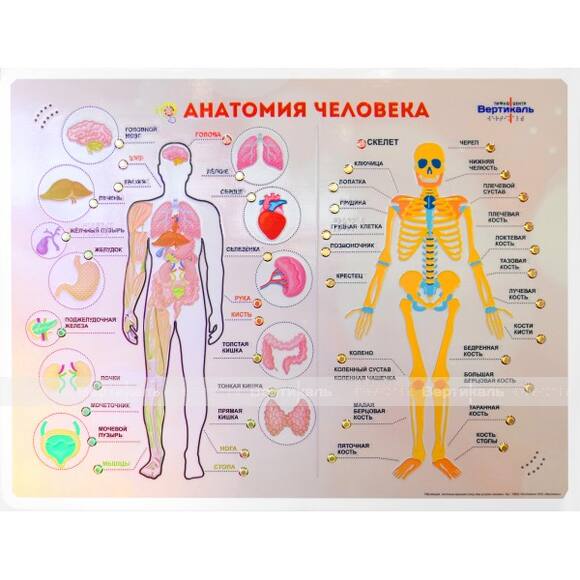 Стенд тактильно-звуковой «Анатомия человека» с индукционной петлей