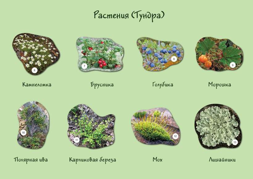 Набор магнитных карточек "Растения" (Арт. 2074)