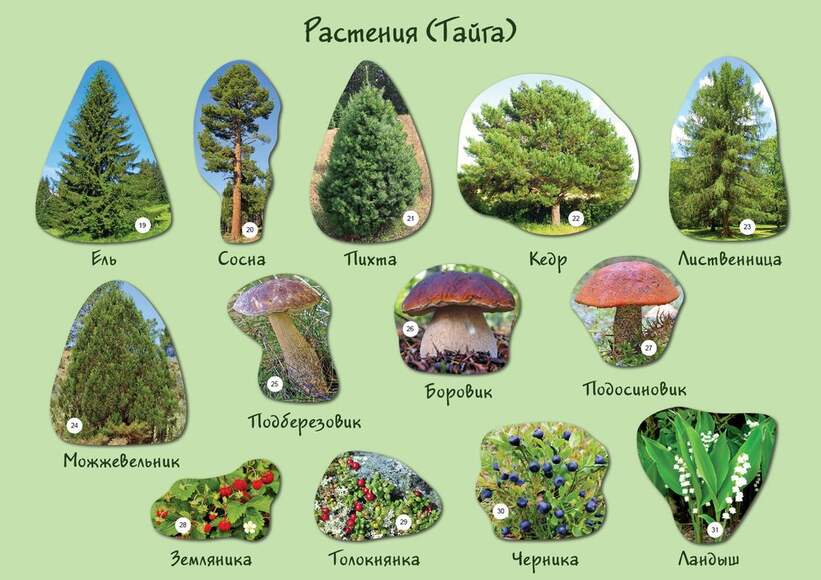Набор магнитных карточек "Растения" (Арт. 2074)