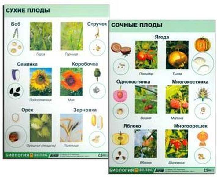 2.16.7. Комплект коллекций демонстрационный (838-Приказ)