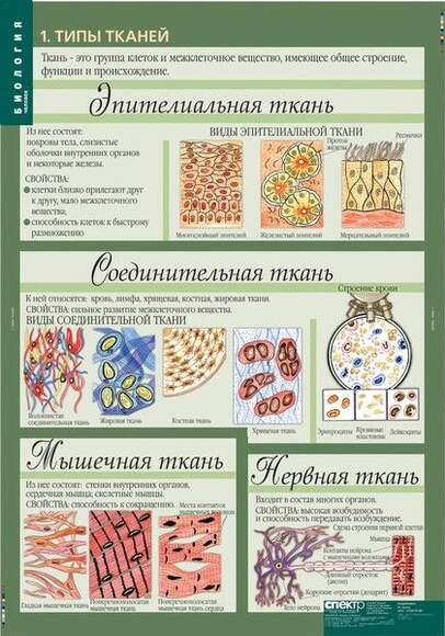 2.17. БИО Комплект демонстрационных учебных таблиц по Биологии (838-Приказ)