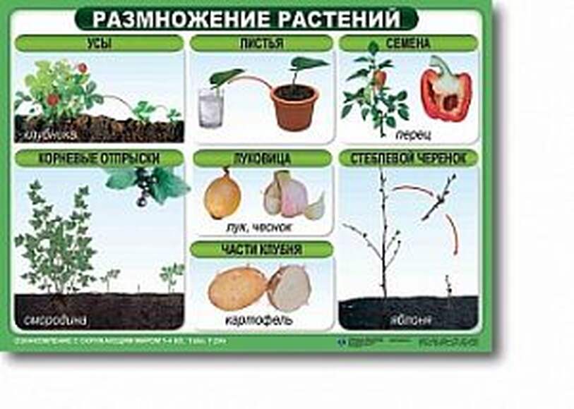 2.17. БИО Комплект демонстрационных учебных таблиц по Биологии (838-Приказ)